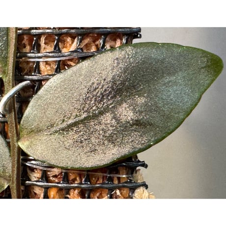 Marcgravia sp. "Azreal"