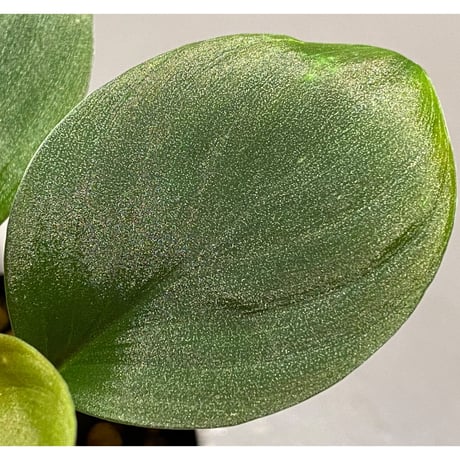 Homalomena sp. from Borneo