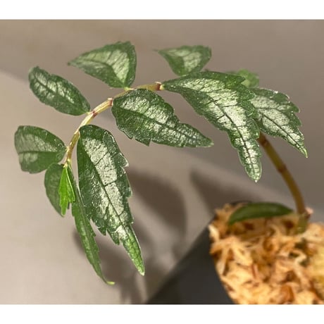 Elatostema sp. from Quezon, Luzon, Philippines