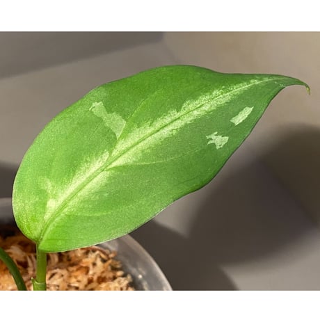 Aglaonema pictum A "しるば〜らいん" from Aceh sumatera [LA0918-03ss]
