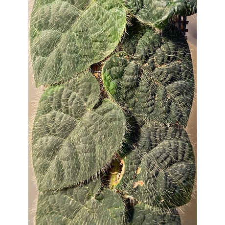 (大株) Ficus sp. from Selangor