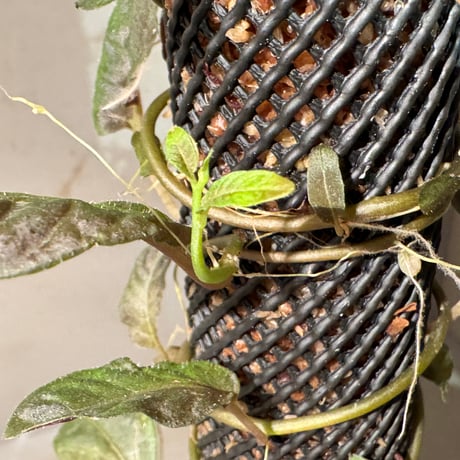 Solanum sp. from Iquitos Peru [tanakay]