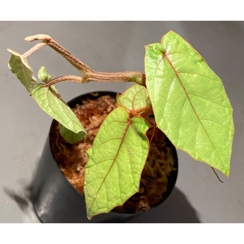 Pterisanthes sp. from Sabah-1 [R0515-01a] | M・R