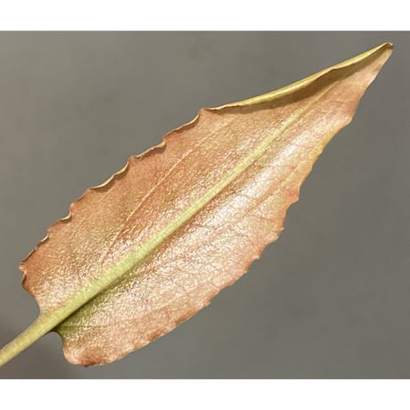 Cryptocoryne xagusii [TB]
