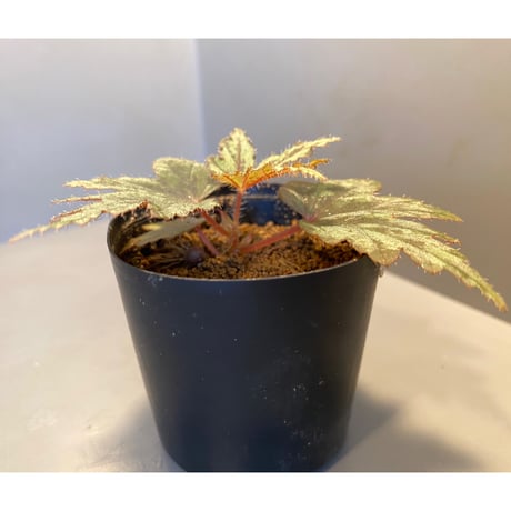 Begonia cv. Jaggy [LA0314-00-f1]