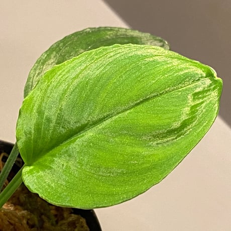 Homalomena sp. "Emerald Silver × ?" wf1 from Kepulauan Riau [KZT]