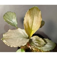 Homalomena sp. "Platinum Velvet" from Kepulauan Riau [KN]