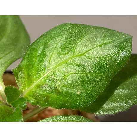 Gymnostachyum sp. from Tigalingga [HW0219-02]