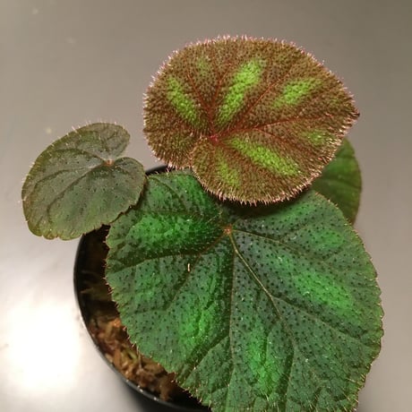Begonia Versicolor from Chinese