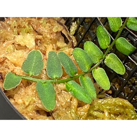 Marcgravia umbellata