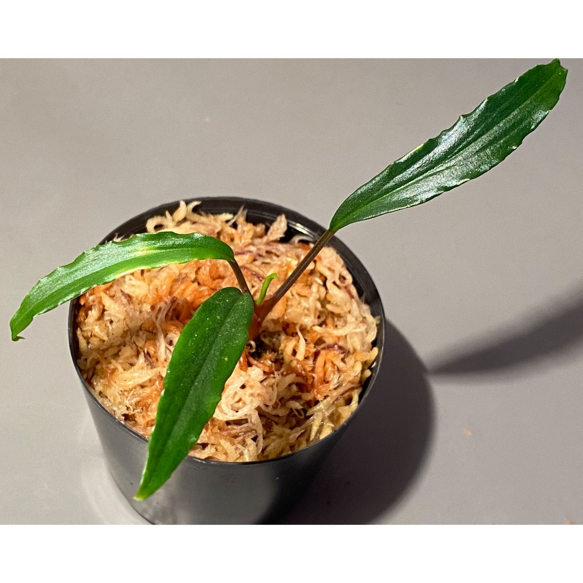 Homalomena vittifolia from Sulawesi [LA0811-00]