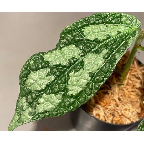 Elatostema sp. (Sri Lanka?)