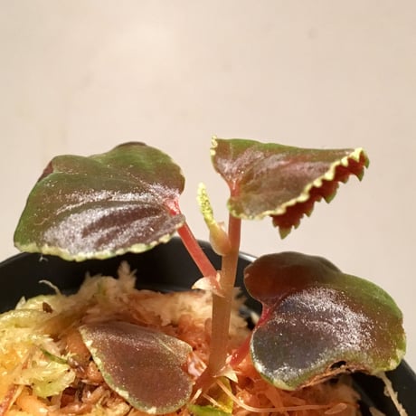 Begonia darthvaderiana from Sarawak