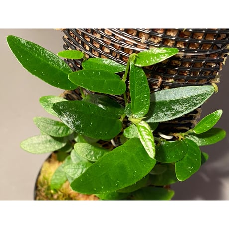 Ficus sp. from Bau