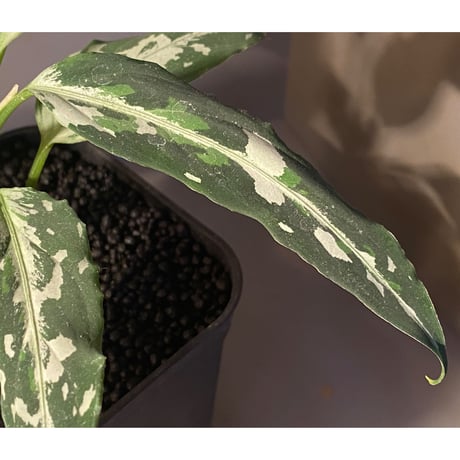Aglaonema pictum tricolor "妖鳥" from Aceh sumatera [LA0313-00]