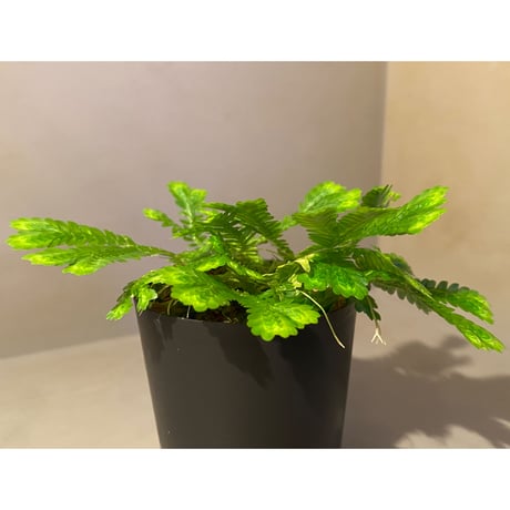 Selaginella sp. バリエガータ from "Nanga pinoh" [TB]