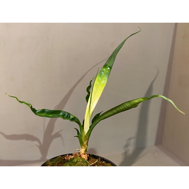 Mapania caudata | M・R・G・R