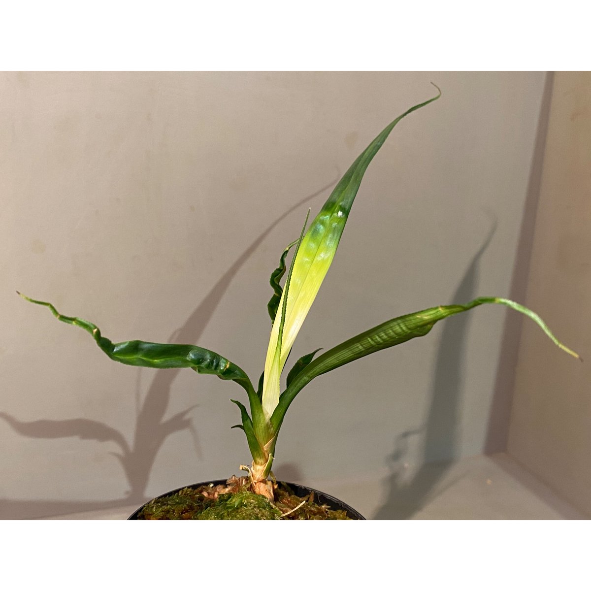 Mapania caudata | M・R・G・R