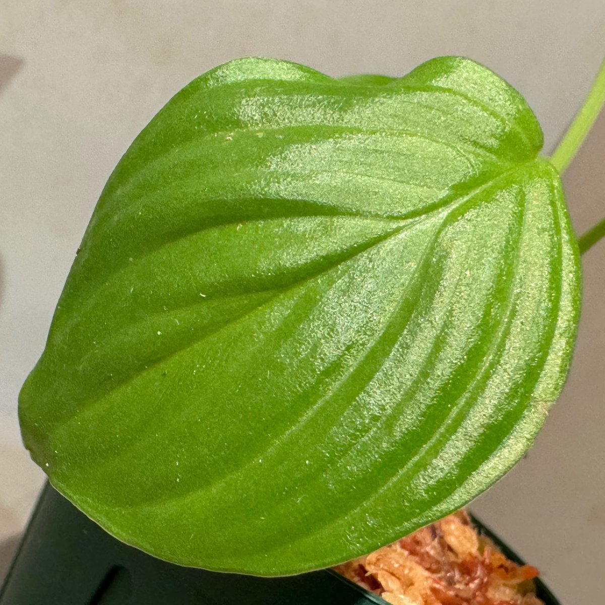 ホマロメナ　Homalomena sp. from Aceh Selatan Homalomena 】 Homalomena sp. Aceh Sumatera 