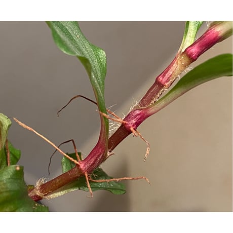 Floscopa elegans from Ecuador