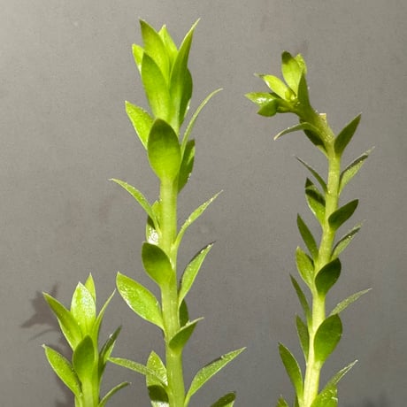 Phlegmariurus phlegmarioides Aimas, Sorong, West Papua 伊藤蟻植物農園