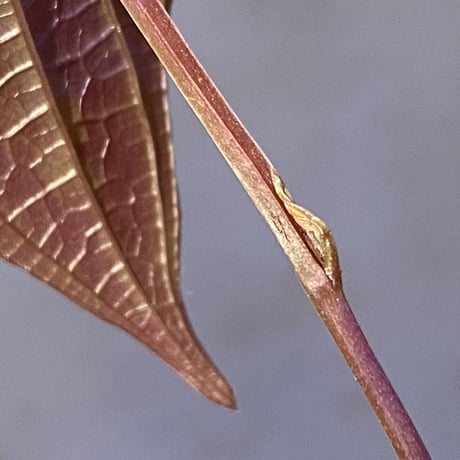 Dioscorea dodecaneura (discolor) from Ecuador