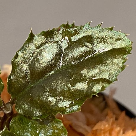 Ardisia sp. from Bengkulu [LA0315-1]