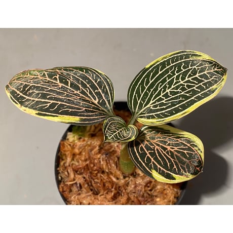 ルディシア | STORES