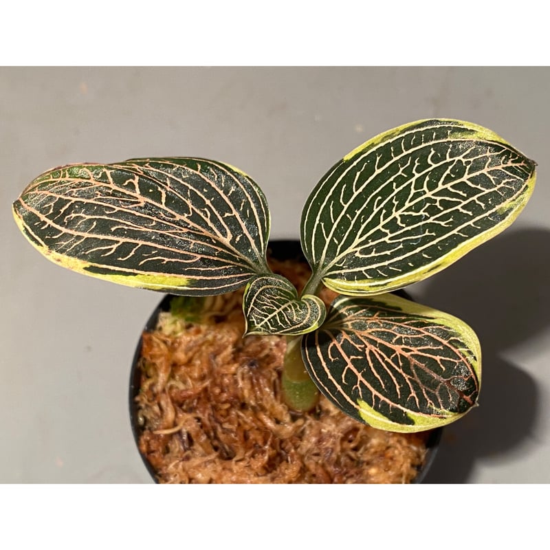 Ludisia discolor Variegata '黄桜-Kizakura-' [GK20