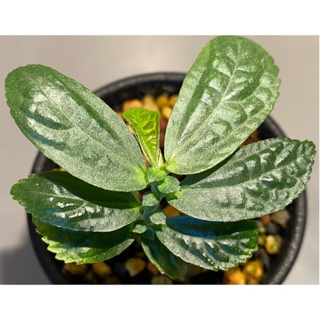Gesneriaceae sp. from West Kalimantan