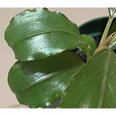 Bucephalandra sp. "Silver Night"