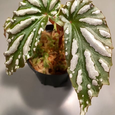 Begonia sp. from Lampung sumatera [LA0217-01]雪の宿