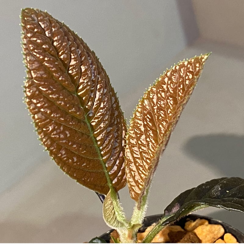 Ardisia sp. from South Thailand | M・R・G・R