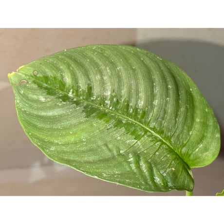Bau hendrikii ( 旧 Schismatoglottis hendrikii) from Sekadau West Kalimantan ①