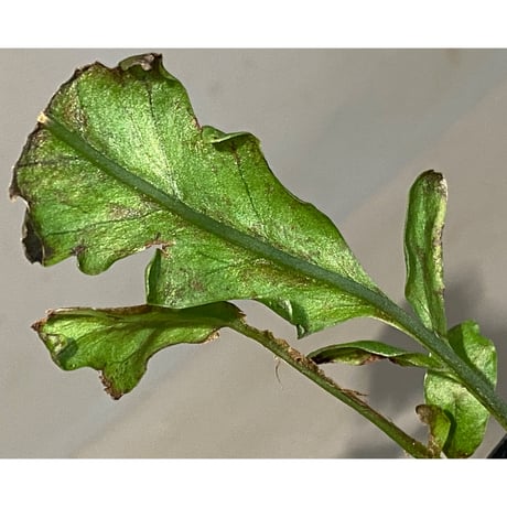 Bolbitis sinuosa from Philippines