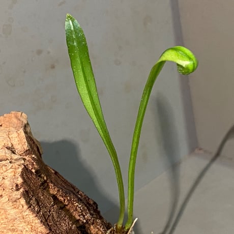 Asplenium sp. from Sangkhlaburi Kanchanaburi Thailand ①