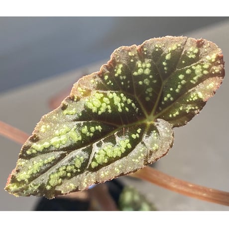 Begonia variabilis from Dabong [TK150717]