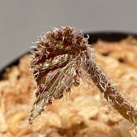 Begonia sp. from Cao Bang [YH251019] TK