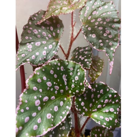 Begonia sp. from Muara Wahau [TB]