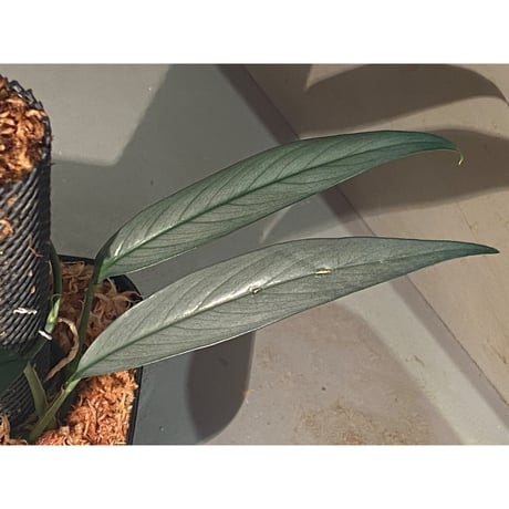 Borneoa gampsospadix スキスマグロッティスMIDOLLICA Borneoa gampsospadix スキスマグロッティスMIDOLLICA 活着性の