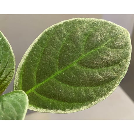 (大株) Cosmianthemum bullatum [LA0515-02]