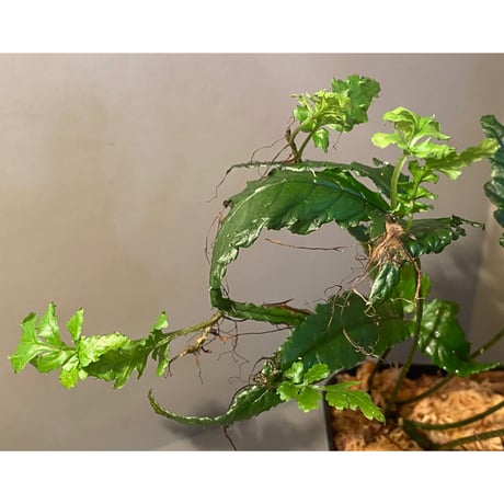 (大株) Bolbitis sp. from Siberut [LA]