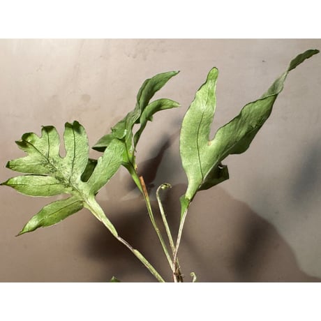 Colysis sp. from Son La Vietnam