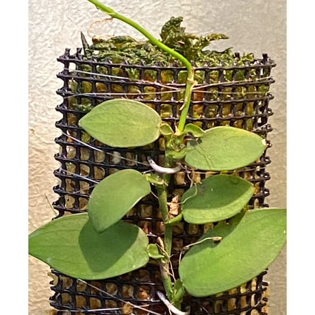 Epipremnum sp. from Khlong Yai Trat Thailand ③