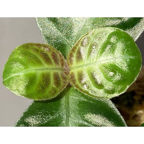 Gesneria sp. "Nanga pinoh" Kab. Melawi [TB]