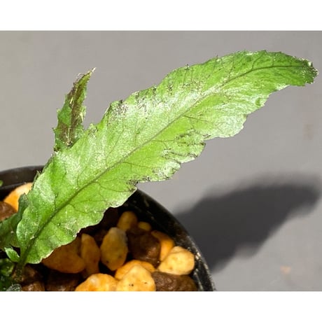 Microsorum sp. "Short Dragon Tail"