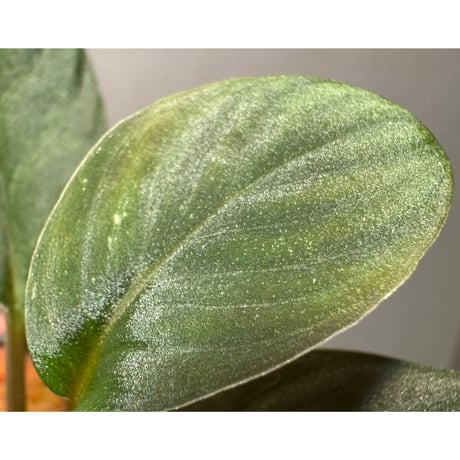 Homalomena sp. from Riau sumatera