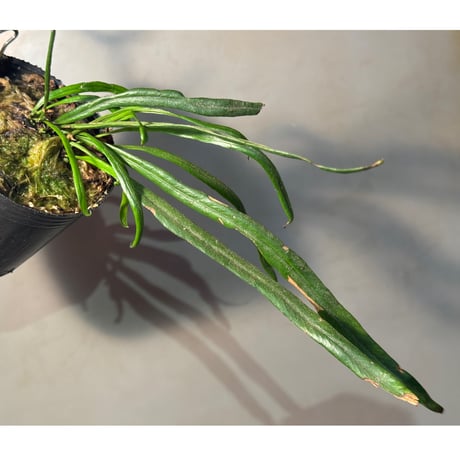 Elaphoglossum eximium "Cisne" [ECUAGENERA]