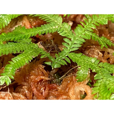 Selaginella biformis [STRINGE PLANTS]