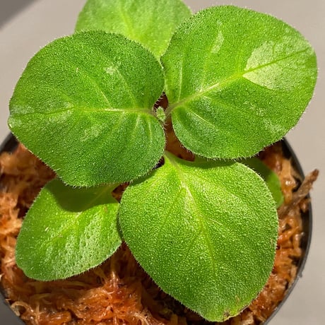 Gymnostachyum sp. from Tigalingga [HW0219-02]